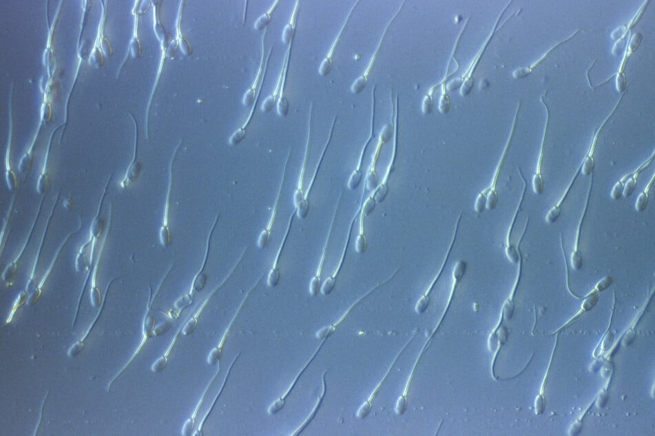 Die Oxford-Forscher sind zu dem Schluss gekommen, dass die Qualität des Spermas abnimmt, je länger es sich anstaut. (Symbolbild)