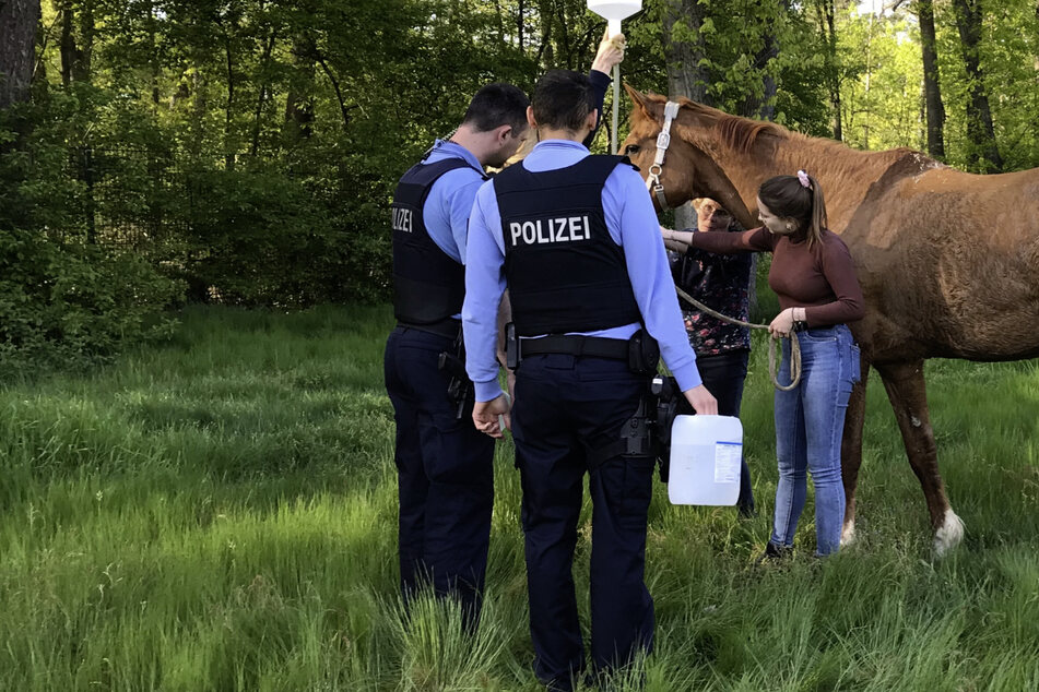 Pferd stürzt während der Fahrt und verkeilt sich in Anhänger: Polizei hilft in höchster Not