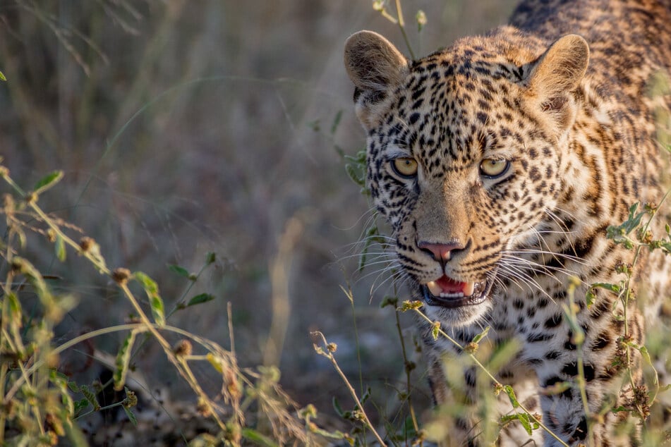 Leopardo muerde a niña (†10) hasta la muerte