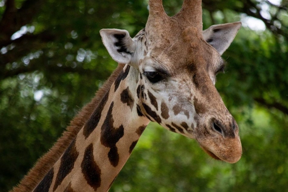 Die zwölfjährige Giraffe Jamila ist am Montag, 16. Februar, in ihrer Innenanlage unglücklich gestürzt und gestorben. (Archivfoto)