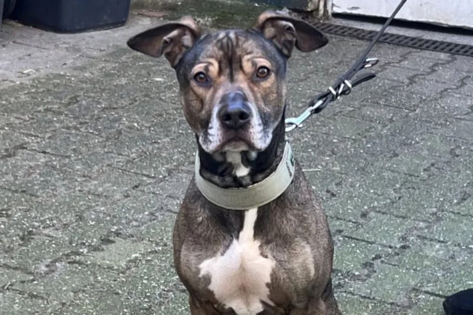 Staffy‑mieszaniec DJ mieszka w schronisku w Kolonii‑Dellbrück od ponad dwóch lat i od tego czasu poczynił wspaniałe postępy.