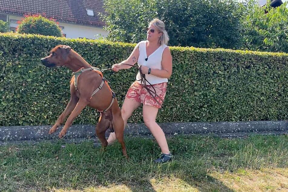 Wenn Lu (2) ein Weibchen sieht, braucht Frauchen Sarah ganz viel Kraft.