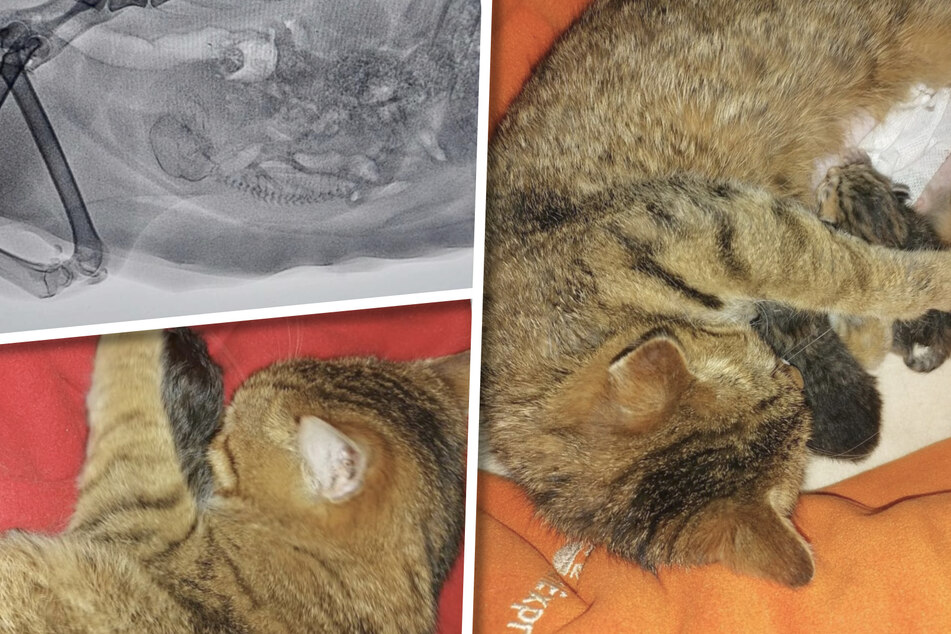 Heftiger Eingriff: Katze bringt Baby zur Welt, als Arzt plötzlich etwas in ihrem Bauch entdeckt