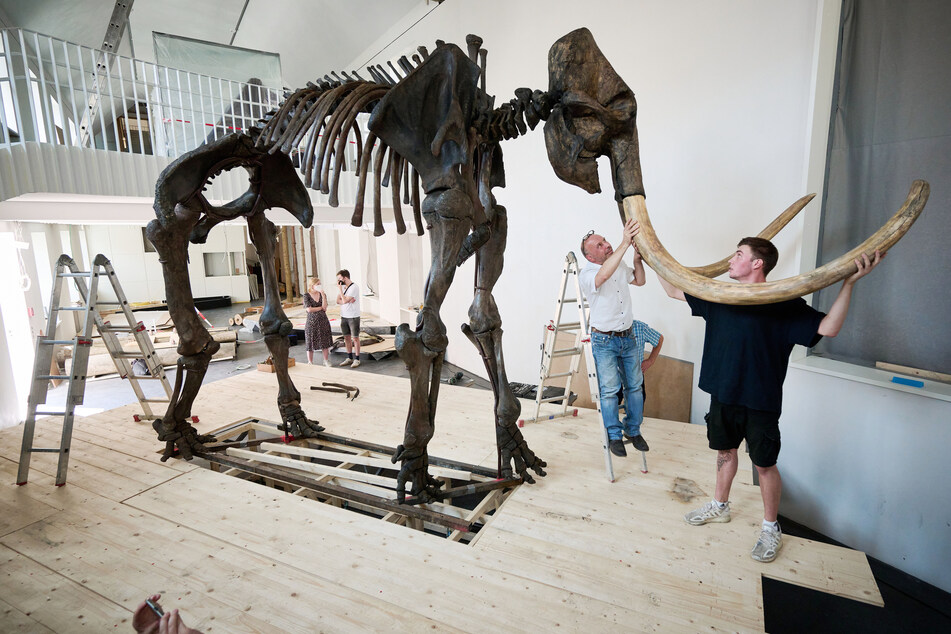 Spektakuläre Rarität: "Ahlener Mammut" kehrt ins Geomuseum Münster zurück