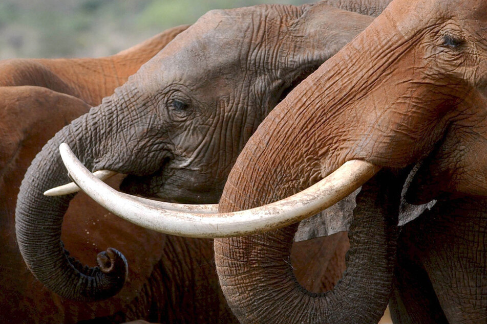 Im Gorongosa Nationalpark in Mosambik wird dieser Anblick immer mehr zur Seltenheit: Nach Jahren der Wilderei leben in dem Park immer mehr Elefanten ohne Stoßzähne. (Symbolbild)