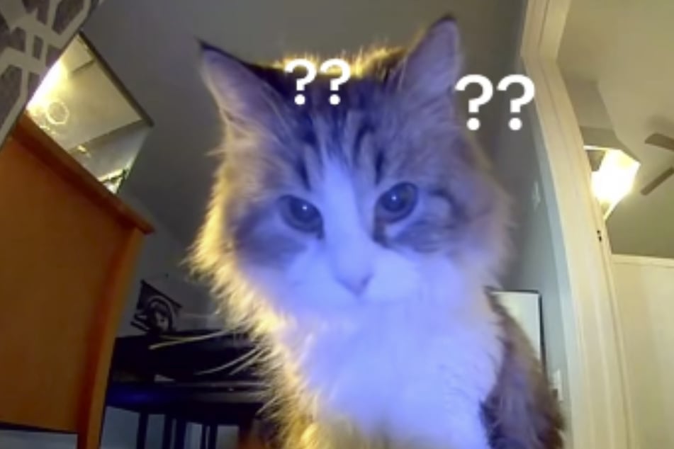 Die Katze ist sichtlich verwundert, als Abigail sie über die Kamera ansprach.