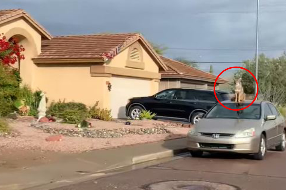Wer oder was saß da auf dem Dach eines Autos?