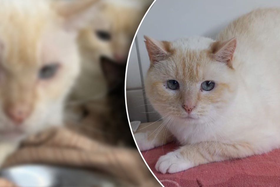 Traumatizados en el refugio de animales: lo que han sufrido estos gatos rompe el corazón a los amantes de los animales