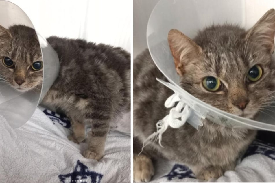 Katze nach Unfall-Drama total verletzt - Tierheim startet emotionalen Spendenaufruf