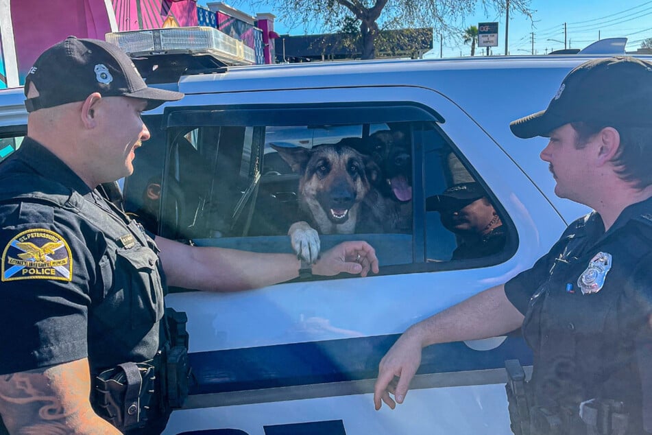Polizisten schnappten sich die drei anscheinend ausgebüxten Schäferhunde und verfrachteten sie in ihr Dienstauto.