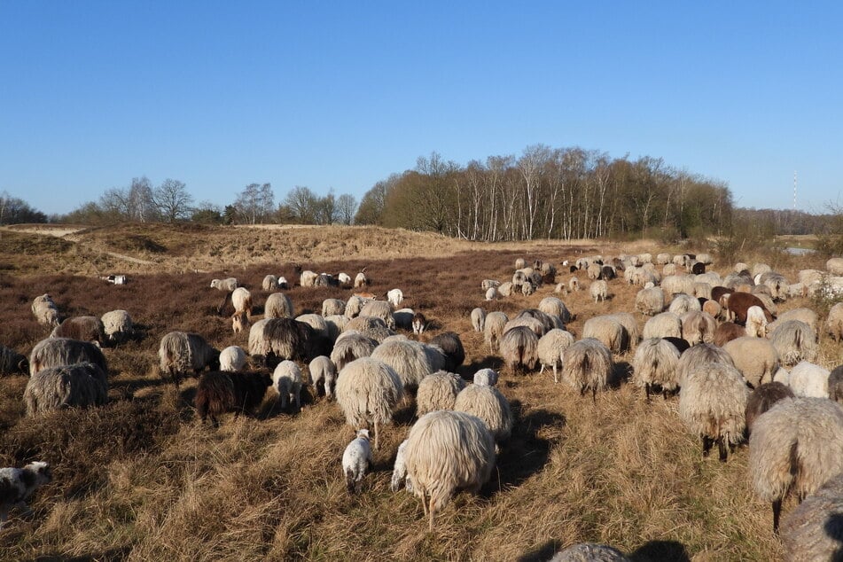 Aktuell zählt die Herde noch 210 Tiere, bis zum 10. Juni muss Quinn sie um ein Drittel reduzieren.