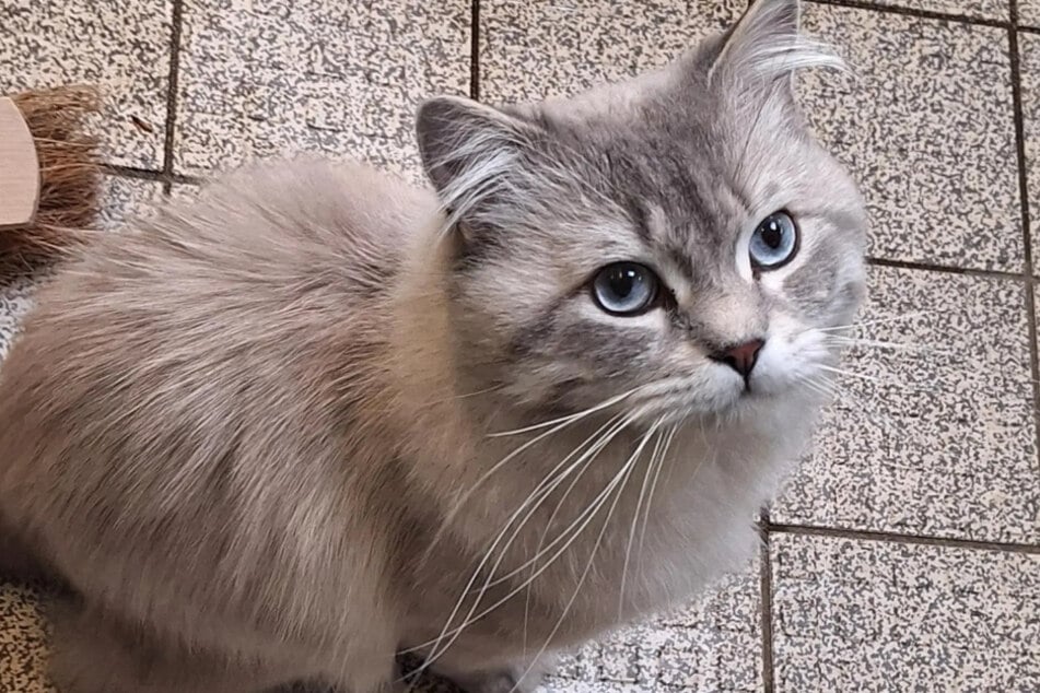 Kater Milow aus dem Hamburger Tierheim hat eine bewegte Vergangenheit.
