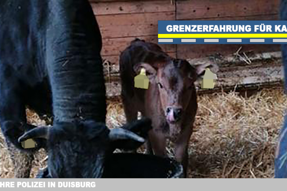 Das Kalb kam nach der Rettung aus dem Rhein zunächst in den Stall.