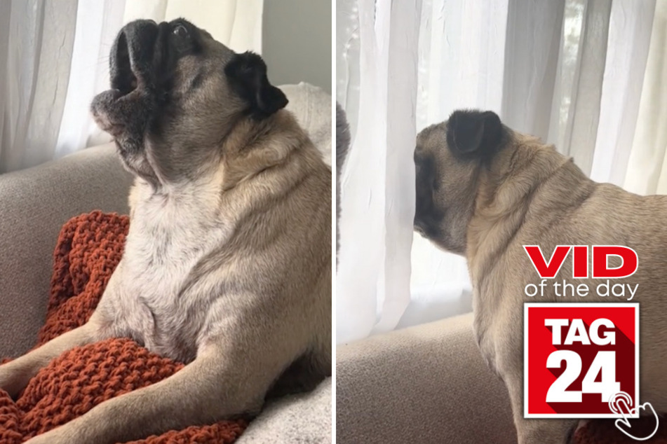 Today's Viral Video of the Day features a hilarious pug who has a lot to say!