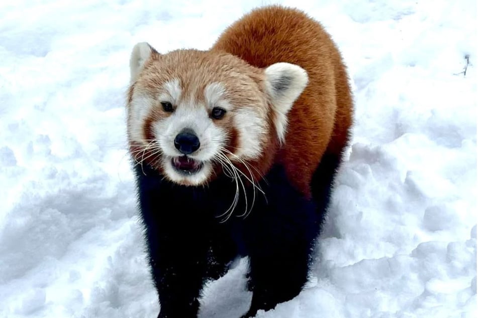 Der Rote Panda Kumari schaffte es, aus dem Zoo-Gehege zu entkommen, und sorgte damit für eine Menge Aufregung.