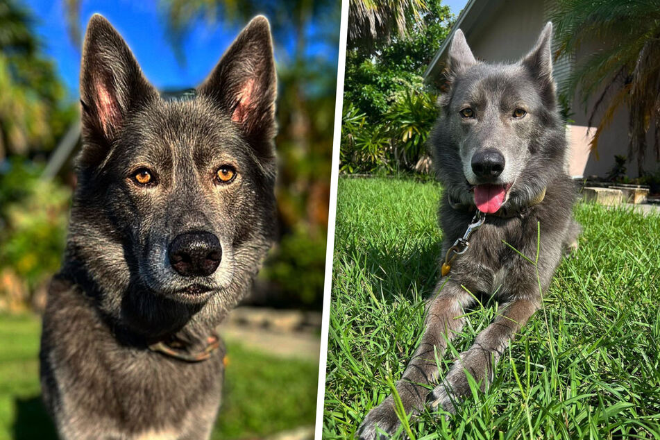 wolfdog german shepherd