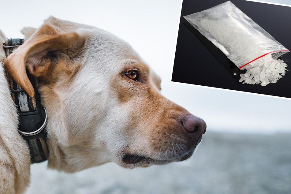 Hund frisst etwas vom Boden und ist komisch - ein Drogentest schockt die Halterin