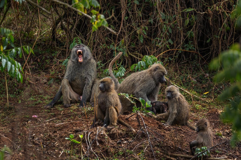 Um an Affen-Babys heranzukommen, müssen Tier-Schmuggler oft die gesamte Familie umbringen. (Symbolbild)