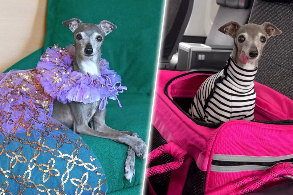 Herzzerreißend: Berühmter Mode-Hund "Tika the Iggy" ist tot