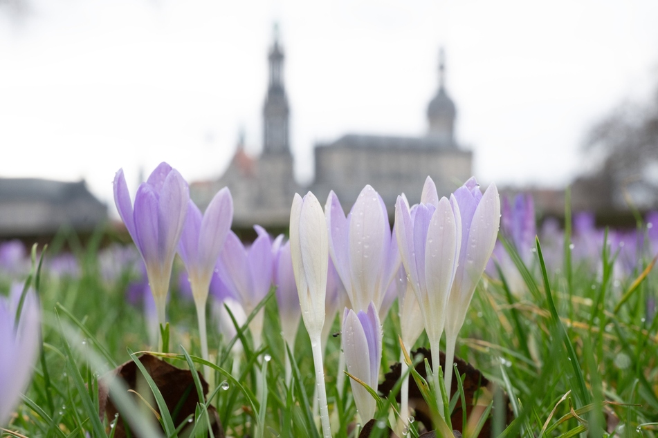 Dresden: Naturschützer schlagen Alarm: Dresden soll mehr fürs Klima tun