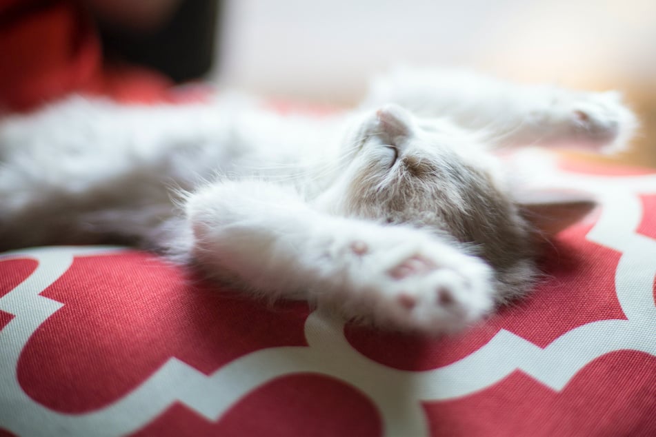 Cats love to relax, but why do they roll around so much?