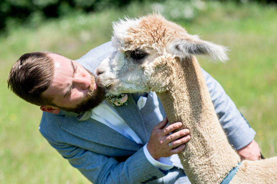Bräutigam Marcel Reichardt gibt Alpaka Nacho einen Kuss. Das Hochzeitspaar Reichardt aus der Wedemark hat ein Hochzeitsevent auf einem Alpakagestüt gebucht und feiert mit den Tieren ihre standesamtliche Trauung.