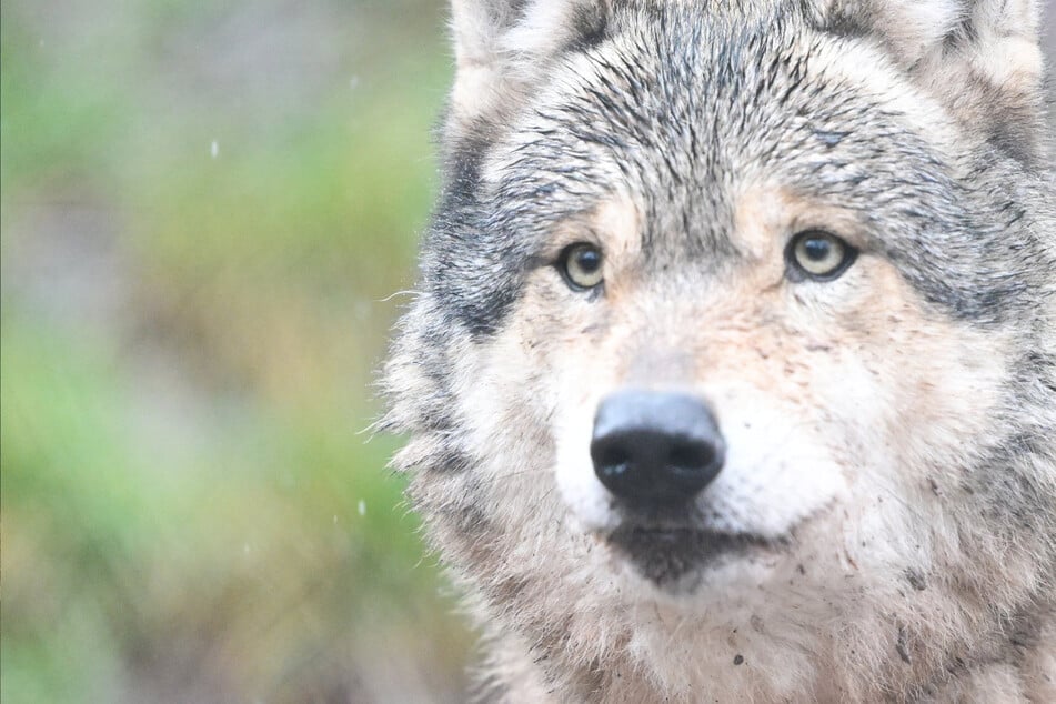 Wölfe: Bislang drei tote Wölfe in diesem Jahr in Sachsen-Anhalt