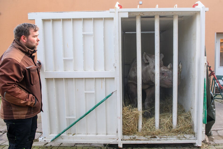Die zweieinhalbjährige Nashornkuh soll im Zoo von Dvůr Králové nad Labem für Nachwuchs sorgen.