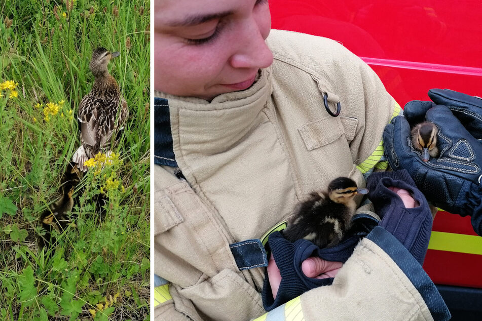 Die Feuerwehr rettete eine Entenfamilie aus einem Abwasserkanal.