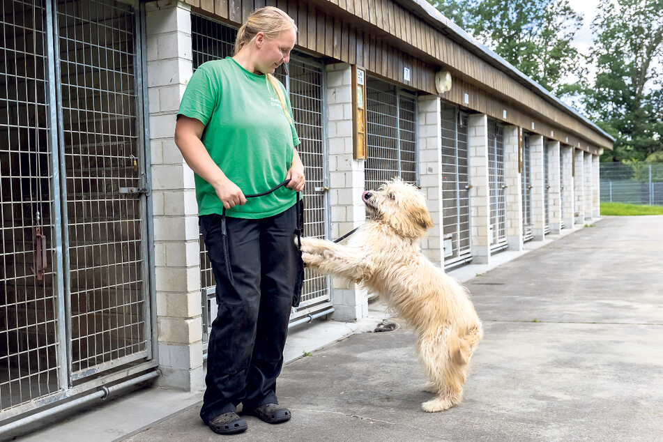 Tierpflegerin Eva Warmschmidt (36) hofft, dass Golden Retriever-Dame Freya (2) bald ein neues Zuhause findet.