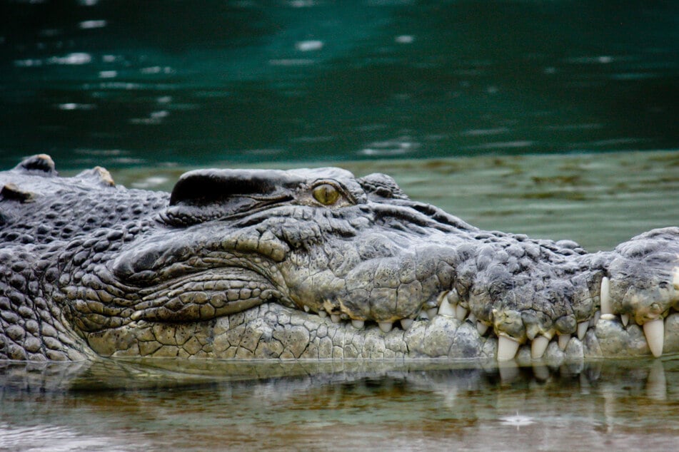 Schockfund: Leiche einer Vermissten in Maul eines Alligators entdeckt