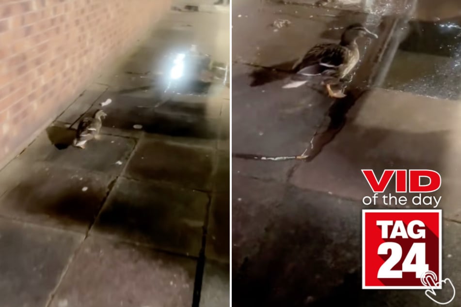 A woman on TikTok caught a duck taking an unexpected pit stop on a city sidewalk – and TikTok can't stop laughing!