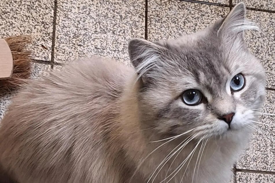 Kater verletzte zwei Menschen schwer: Was wird nun aus ihm?