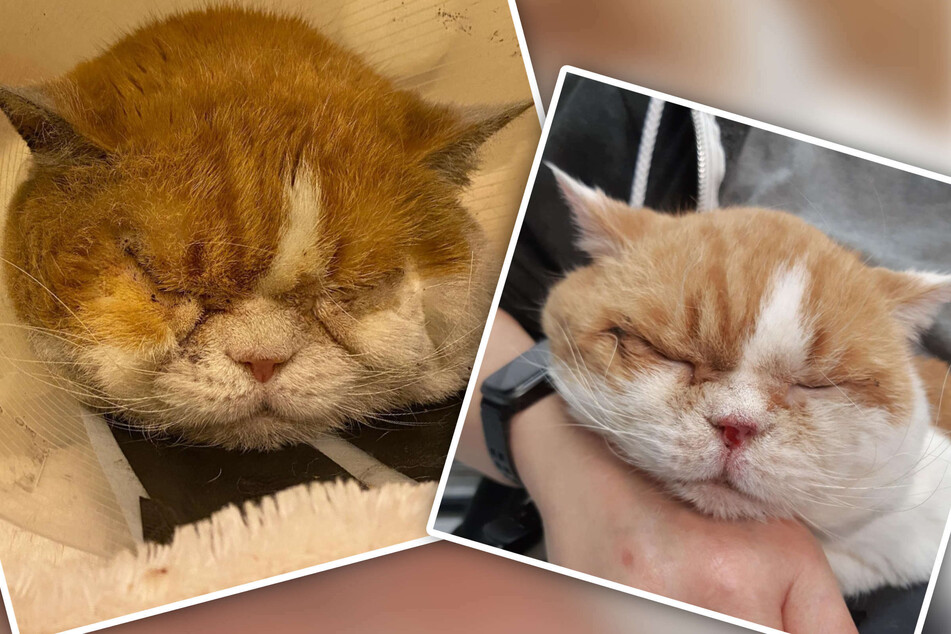 Tierheim entsetzt: Katze quälte sich jeden Tag, Besitzer war es völlig egal!