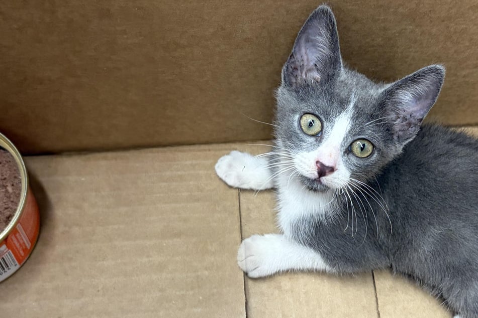 Obdachloser findet kranke Baby-Katze auf heißer Straße: Was er dann macht, berührt so viele Herzen