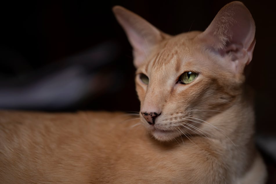 The Oriental Shorthair is incredibly distinctive, and have incredibly large ears.