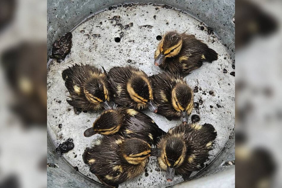 Allmählich sind die Küken wieder an die Oberfläche gespült worden.