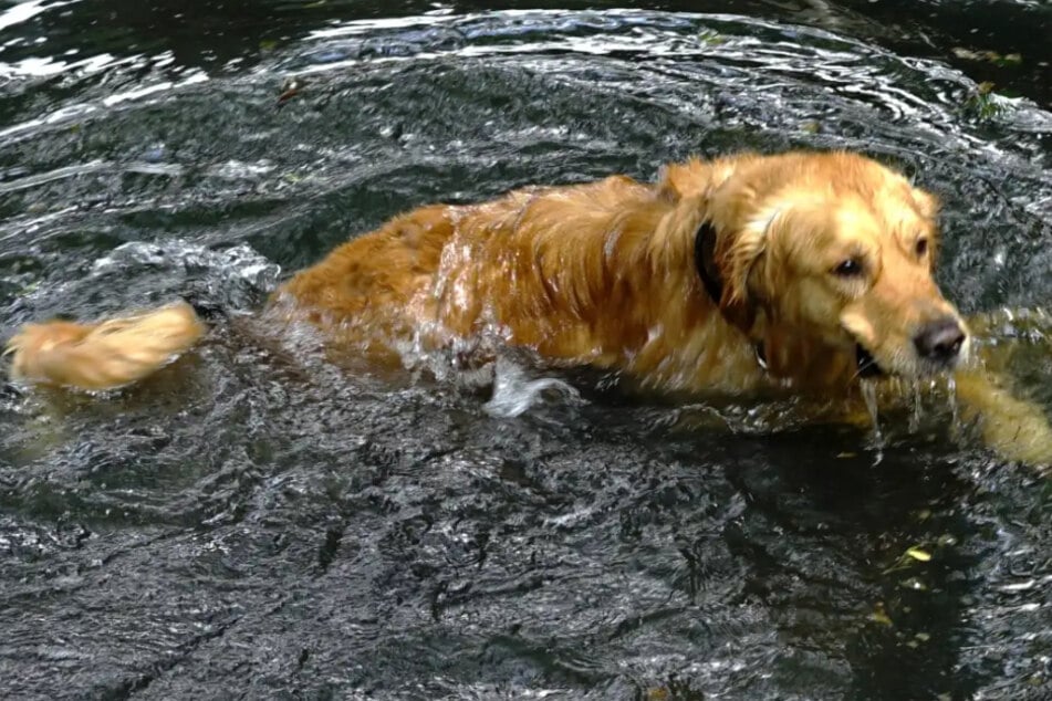Der junge Rüde ist ein echter Wirbelwind, der gerne auch mal ins Wasser springt.