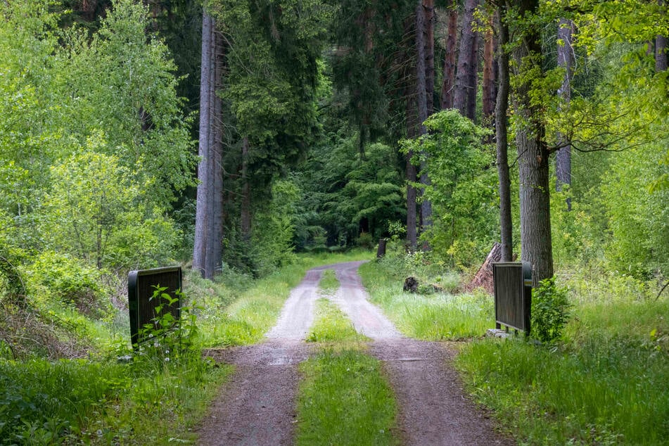 Schauplatz eines brutalen Mordes: Das Waldstück zwischen Ottendorf-Okrilla und Lausnitz im Landkreis Bautzen.