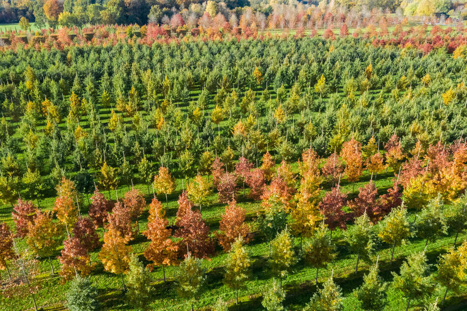 Der BUND Thüringen fordert im Thüringenplan 2026 deutlich mehr Gewicht für Umwelt-, Natur- und Klimaschutz. (Symbolfoto)