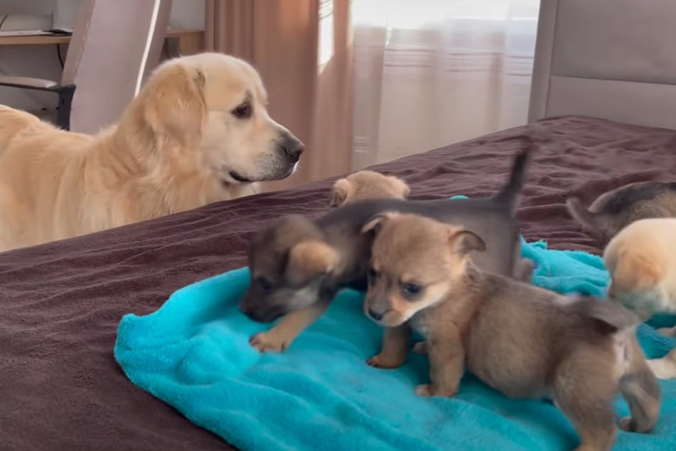 Wie niedlich: Der große Bailey (l.) ist vom Anblick der kleinen Hunde auch ganz ergriffen.