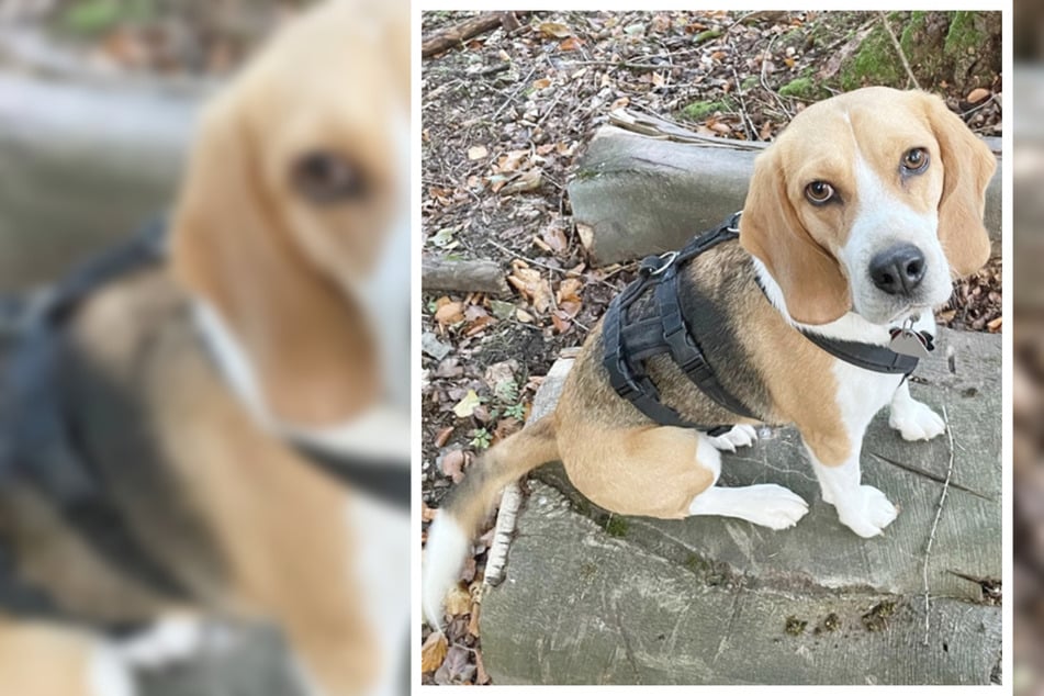 Hübsche Beagle-Dame wünscht sich liebevolle Menschen, denen sie vertrauen kann
