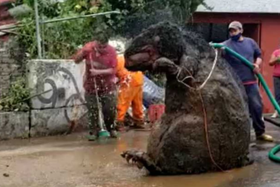 Workers giving the giant rat a bath.