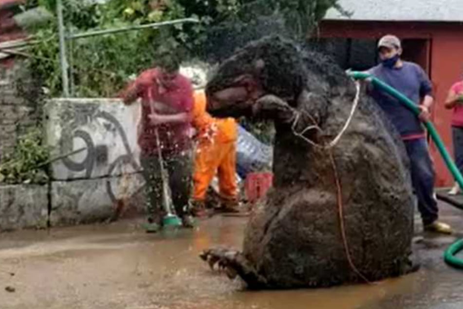 ¿Rata gigante?  Trabajadores sorprendidos encuentran a la criatura en la alcantarilla