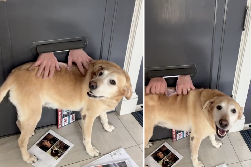 Dem Labrador gefallen die Streichel-Einheiten durch den Postboten sichtbar.