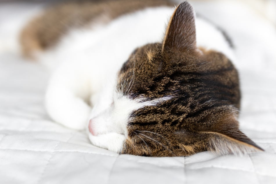 If there's one activity that Baba Simbah the cat likes best, it's gotta be sleeping! The kitty became a viral hit on Instagram for his special talent of snoozing (stock image.)