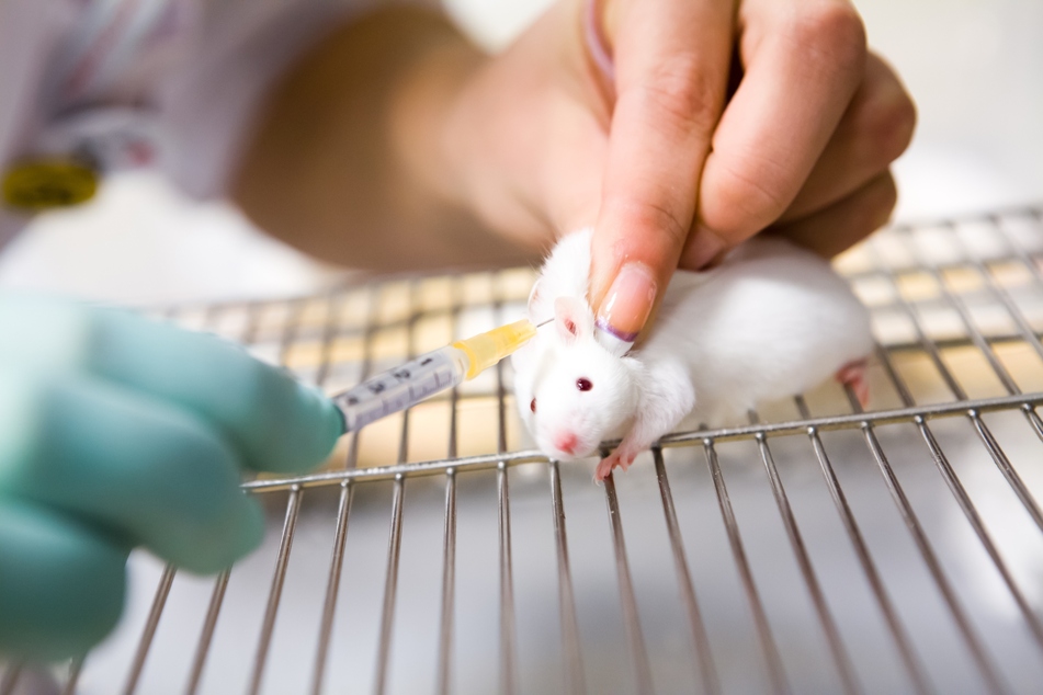 Scientists have been implanting human cells into mice for decades (stock image).