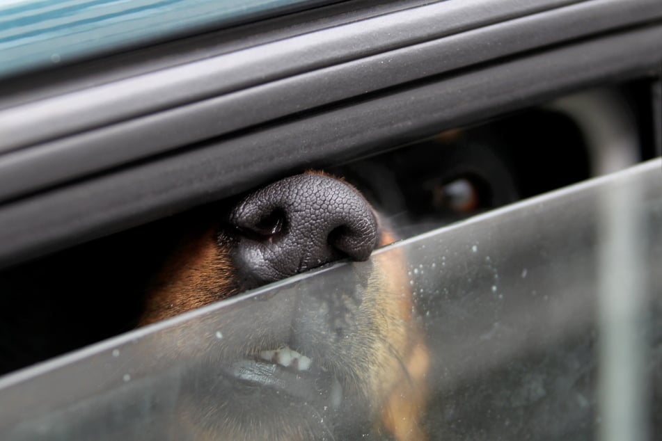 Bei hohen Außentemperaturen kann es für Hunde im Auto lebensgefährlich heiß werden - da hilft es auch nicht, das Fenster einen Spalt zu öffnen. (Symbolbild)