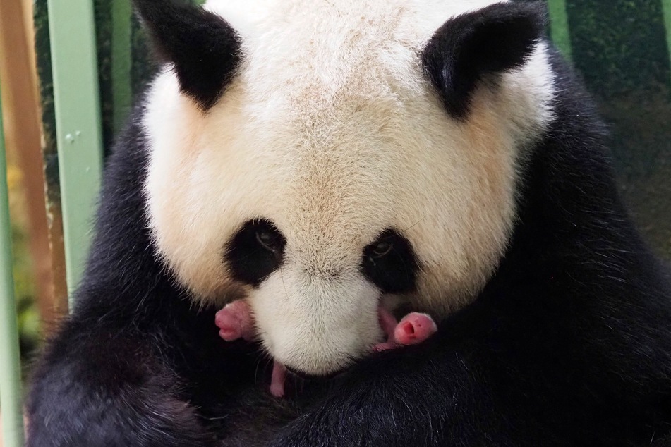 Die Große Pandadame Huan Huan sitzt in ihrem Gehege im ZooParc de Beauval und hält ihre neugeborenen Babys in der Schnauze. Die beiden sollen in der Nacht zum 02.08.2021 geboren worden sein.