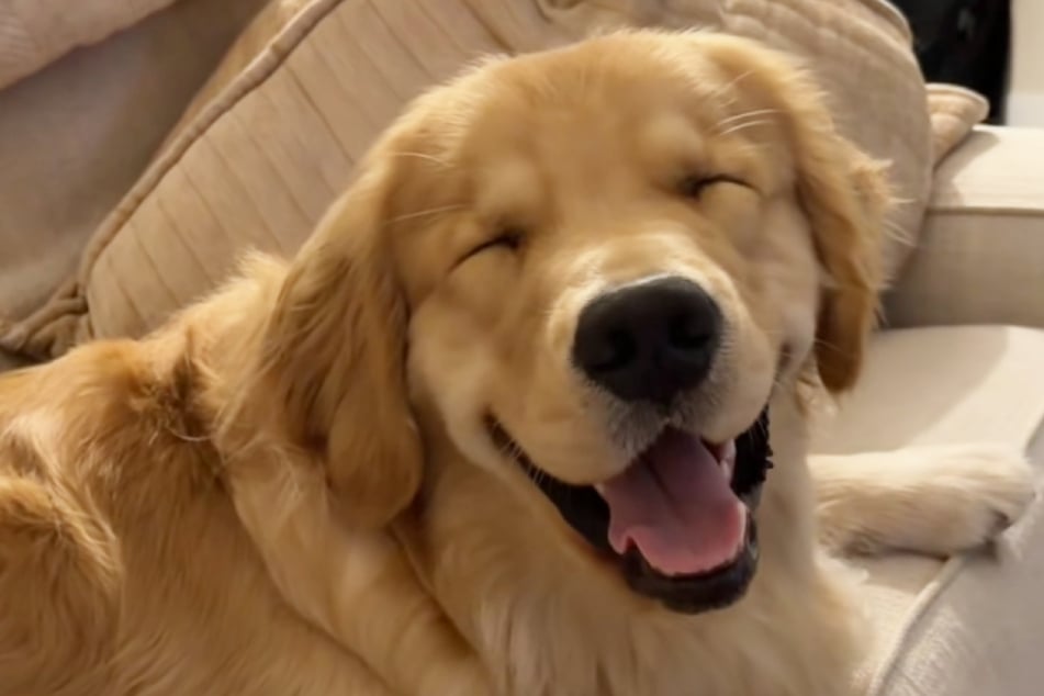 Golden Retriever Mac kämpft noch mit geschlossenen Augen gegen den Schlaf. Der Grund erreicht auf TikTok ein Millionenpublikum.